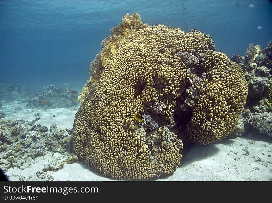 Coral and fish taken in Middle Garden.