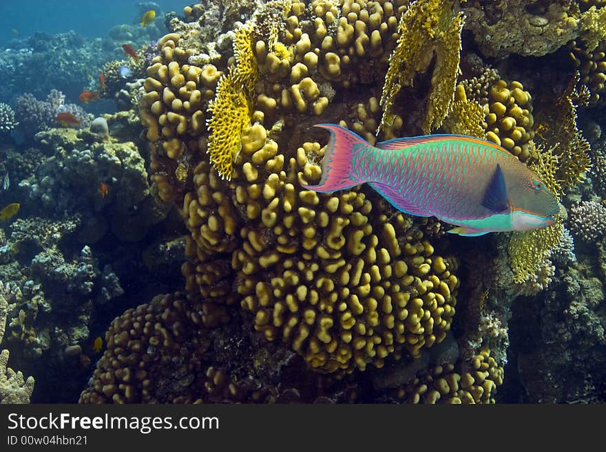 Coral and fish taken in Middle Garden.