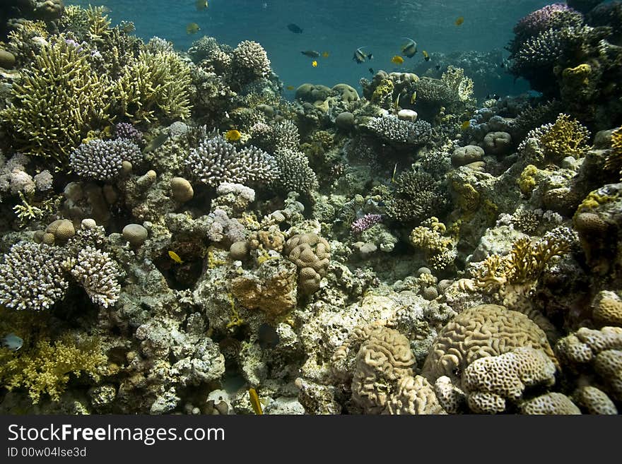 Coral and fish taken in Middle Garden.