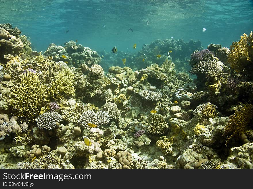 Coral and fish taken in Middle Garden.