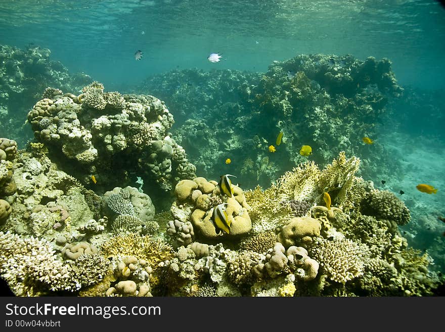 Coral and fish taken in Middle Garden.