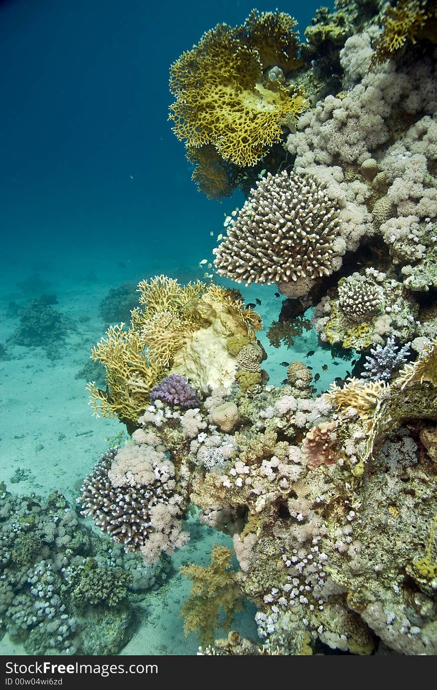 Coral and fish taken in Middle Garden.