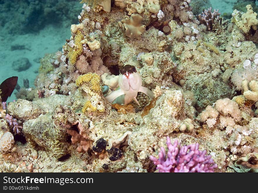 Coral and fish taken in Middle Garden.