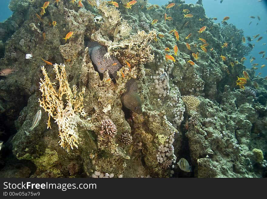 Giant Moray (gymnothorax Javanicus)