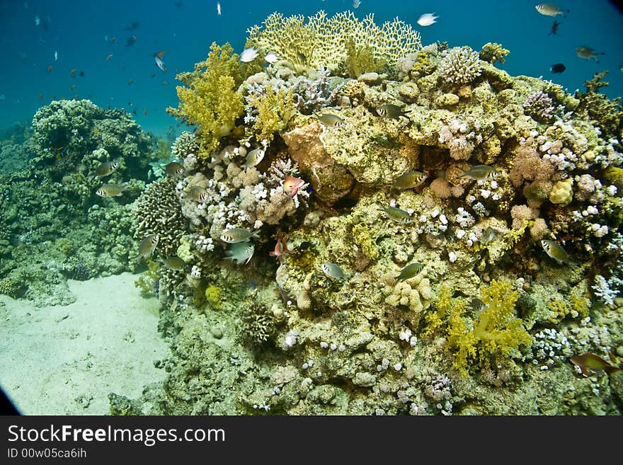 Coral and fish taken in Middle Garden.