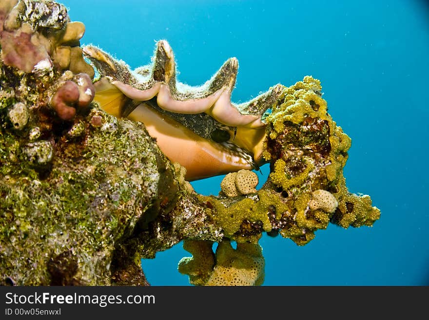 Seba S Spider Conch (lambis Truncata Sebea)