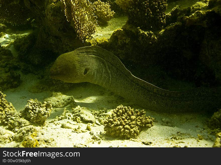 Giant moray (gymnothorax javanicus)
taken in Middle Garden.