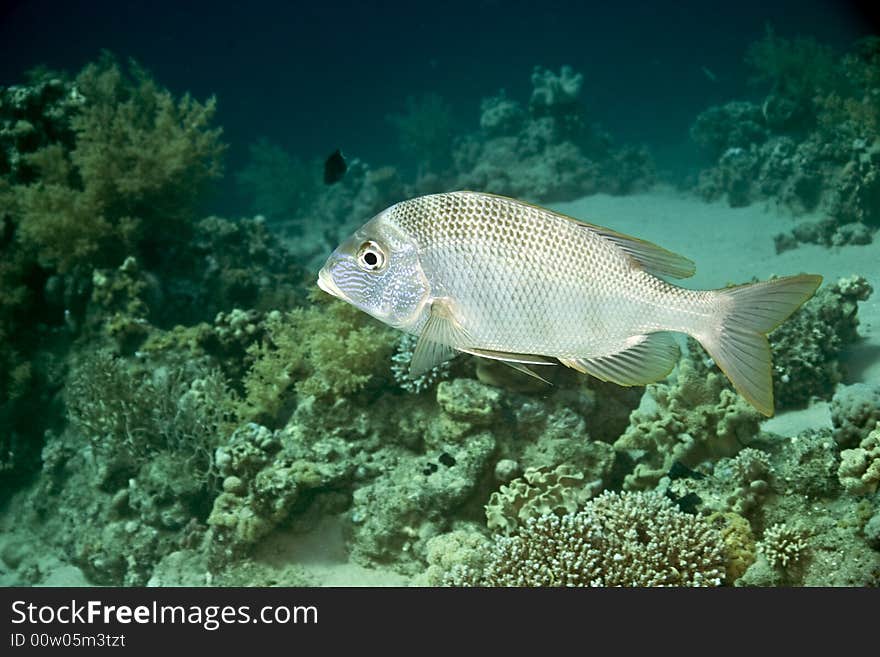 Blue-lined Large-eye Bream (gymnocranius Grand.)