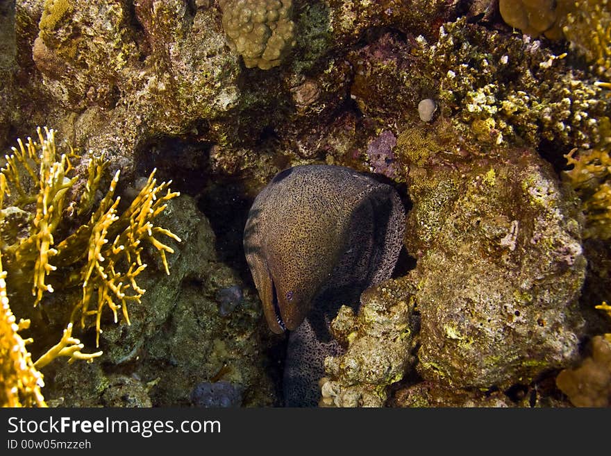 Giant moray (gymnothorax javanicus)