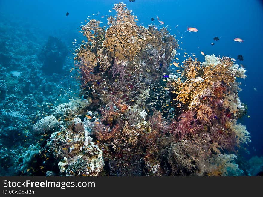 Coral and fish taken in Middle Garden.