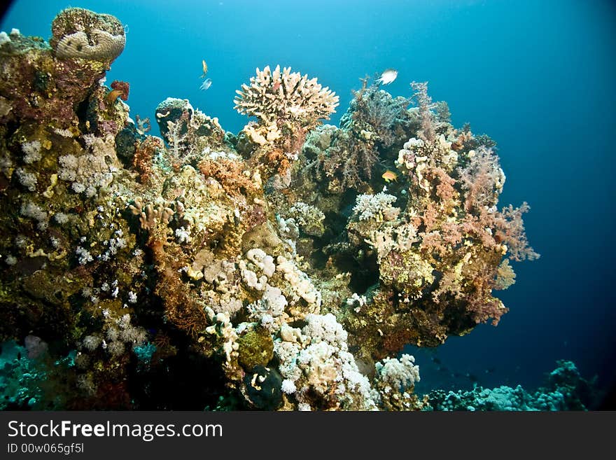 Coral and fish taken in Middle Garden.