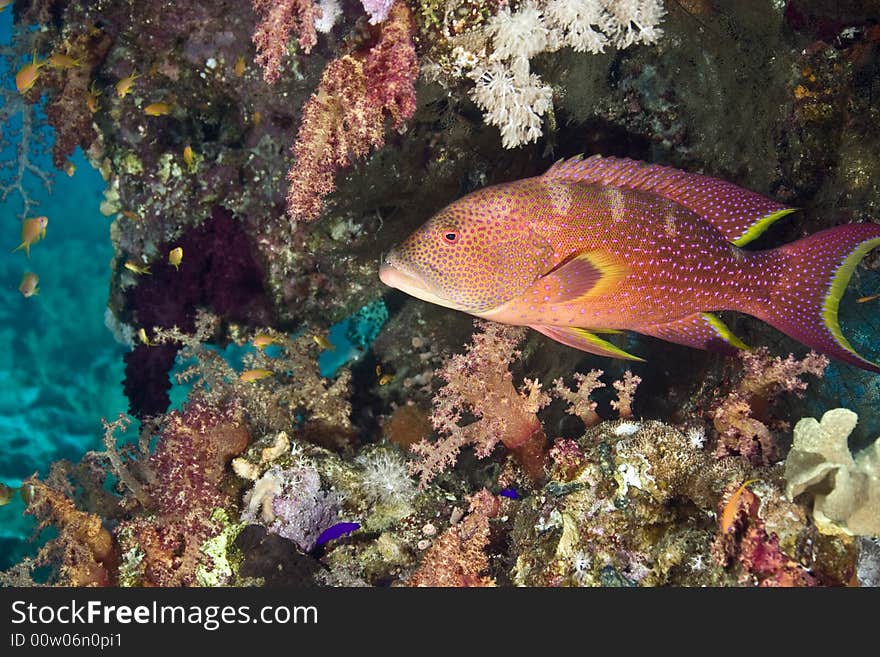 Lyretail grouper (variola louti)