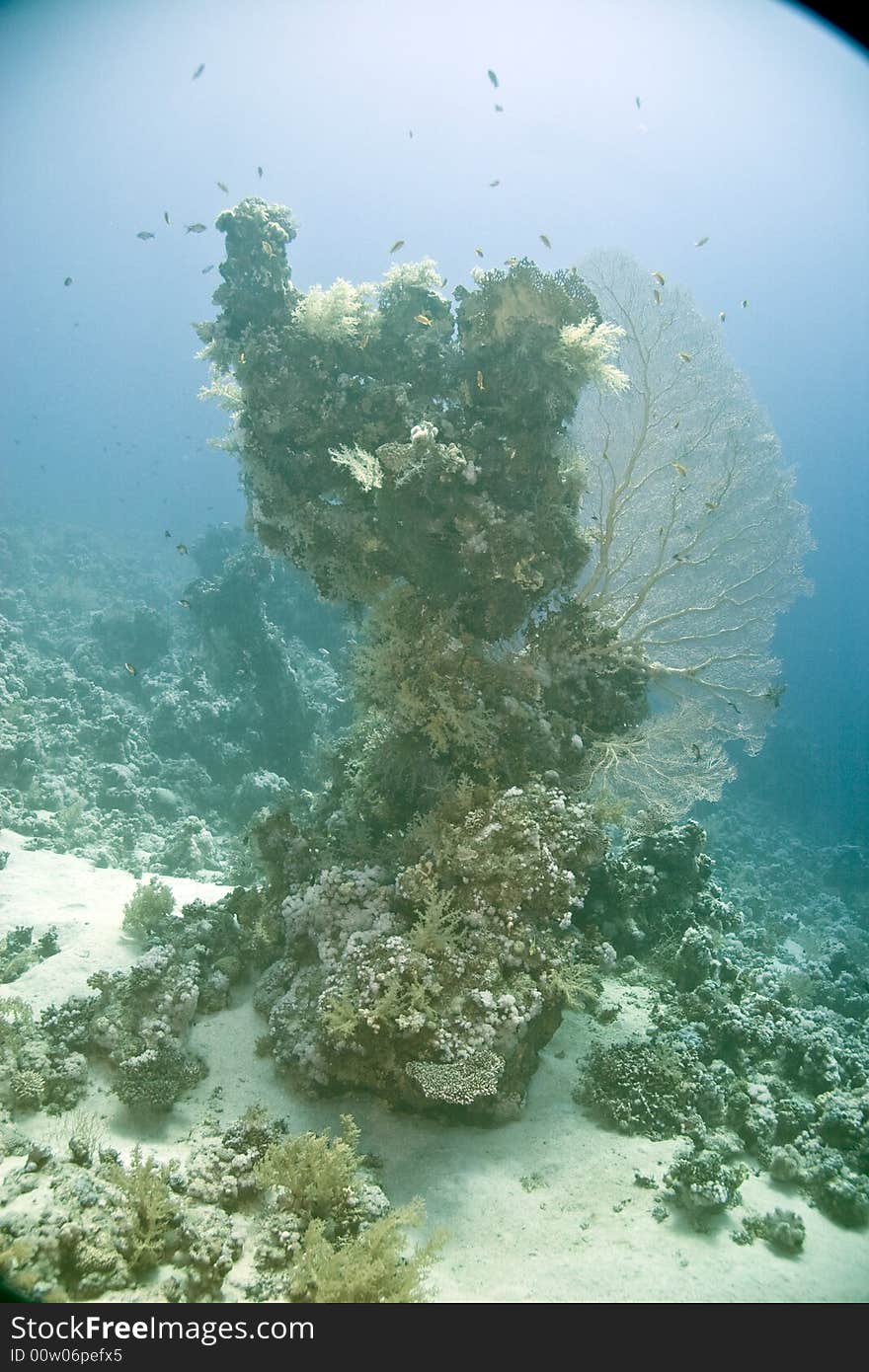 Coral and fish taken in Middle Garden. Coral and fish taken in Middle Garden.