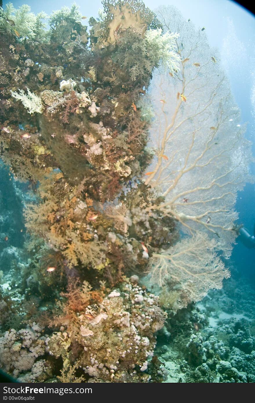 Coral and fish taken in Middle Garden. Coral and fish taken in Middle Garden.