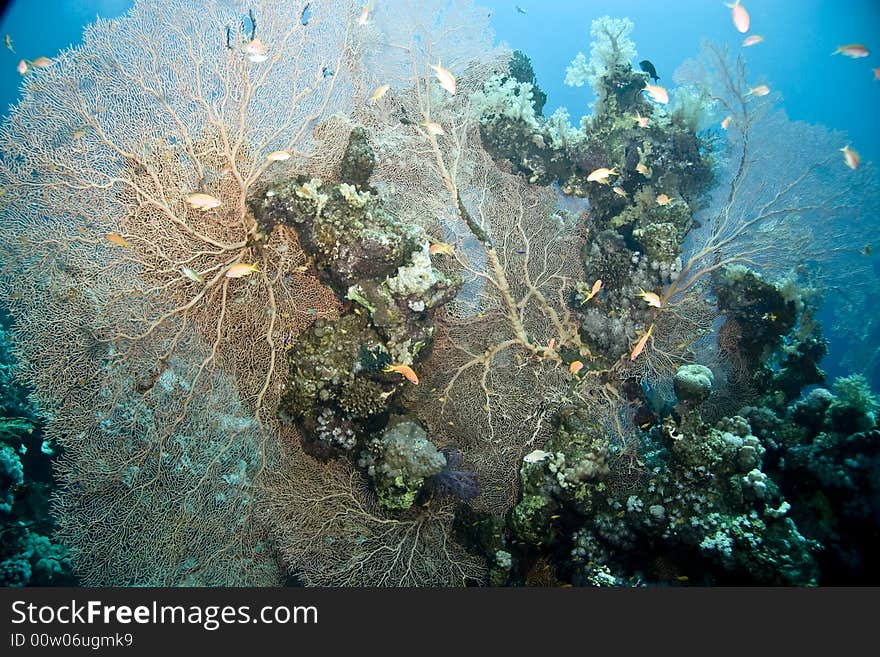 Coral, Seafan And Fish