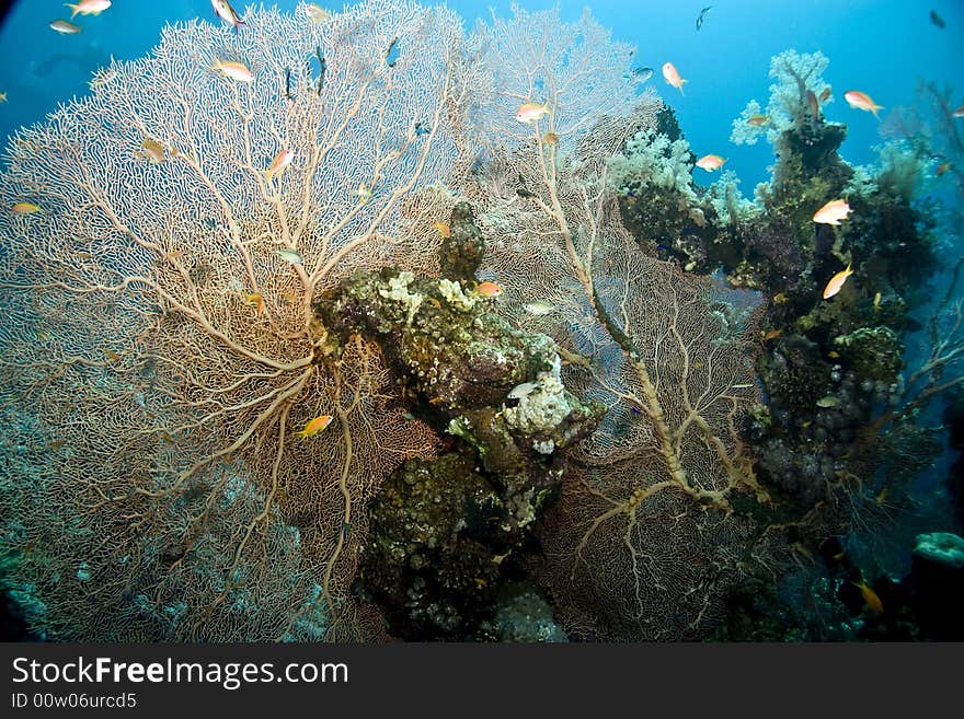 Coral and fish taken in Middle Garden. Coral and fish taken in Middle Garden.