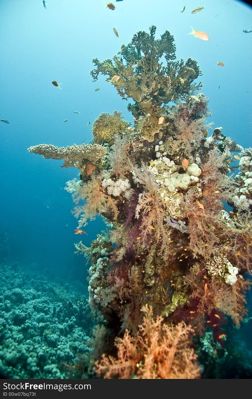 Coral and fish taken in Middle Garden.