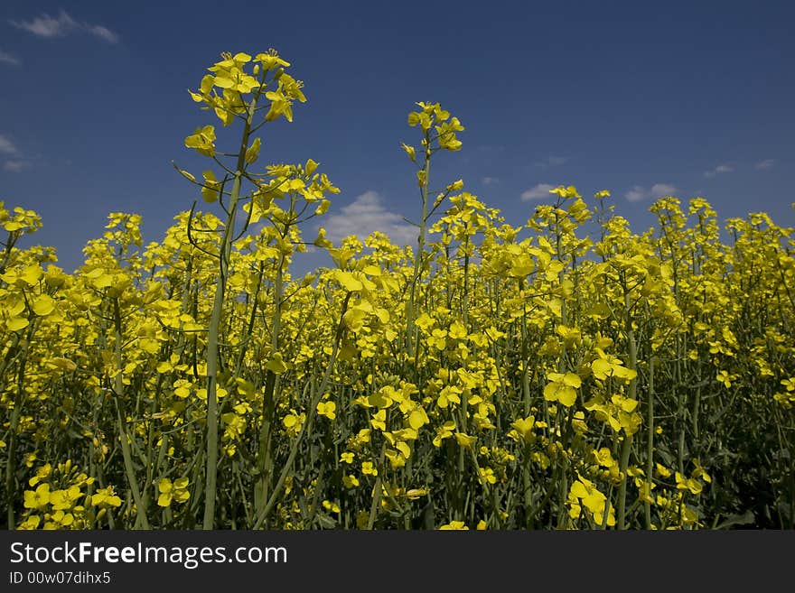 Rape field with beautiful spring weather and sunshine