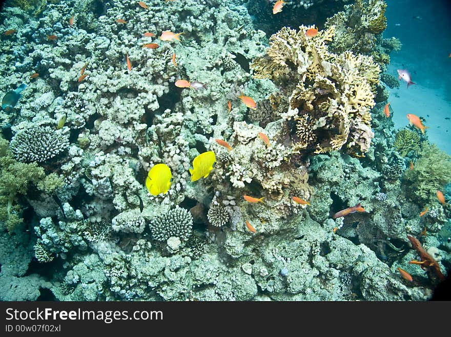 Coral and fish taken in Middle Garden.