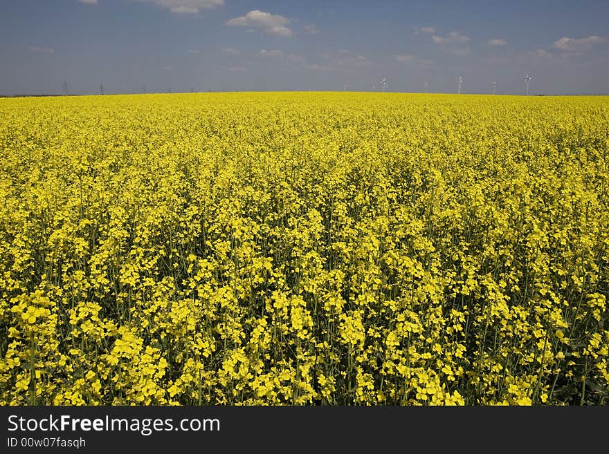 field with beautiful spring weather and sunshine. field with beautiful spring weather and sunshine