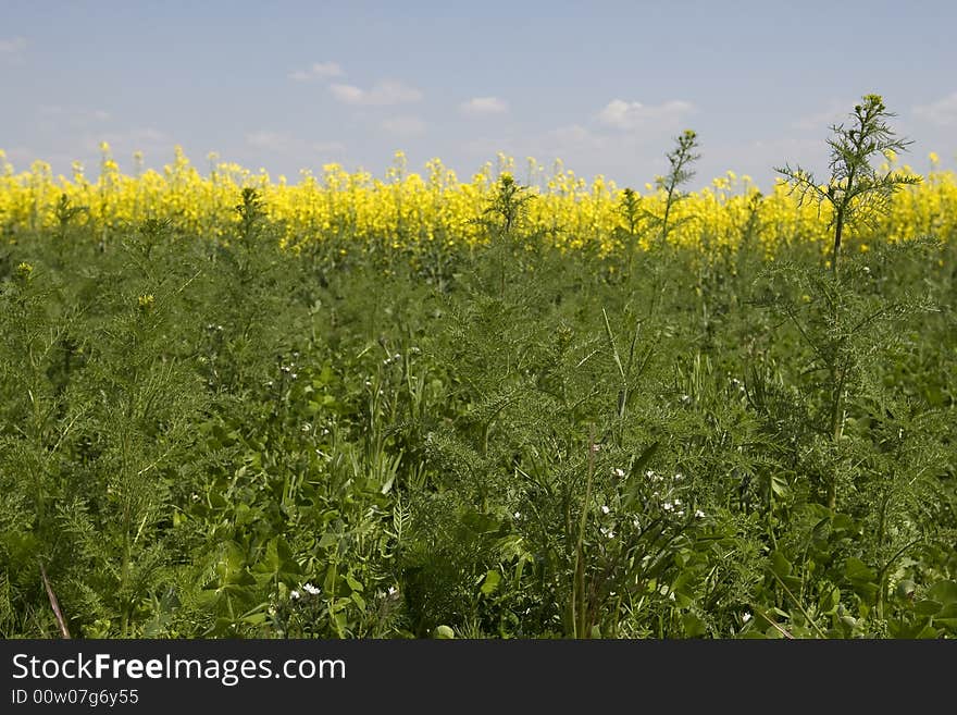 Rape field with beautiful spring weather and sunshine