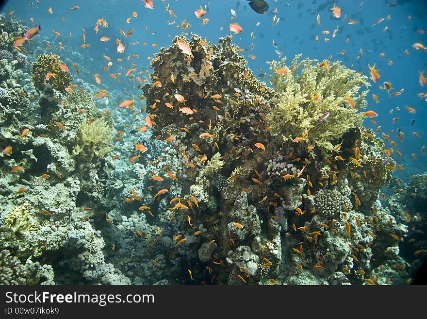 Coral And Fish