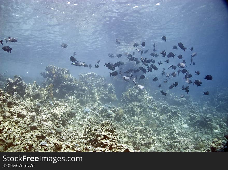 Black And White Snapper (Macolor Niger)