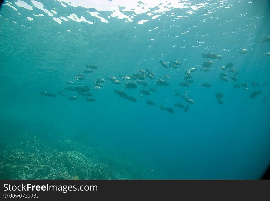 Black And White Snapper (Macolor Niger)