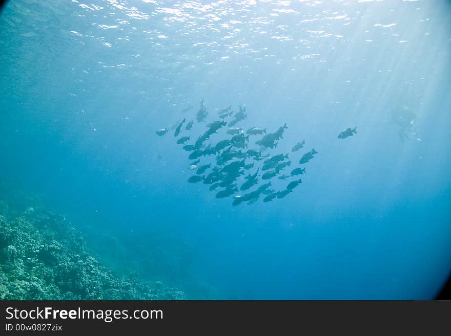 Black and white snapper (Macolor niger)