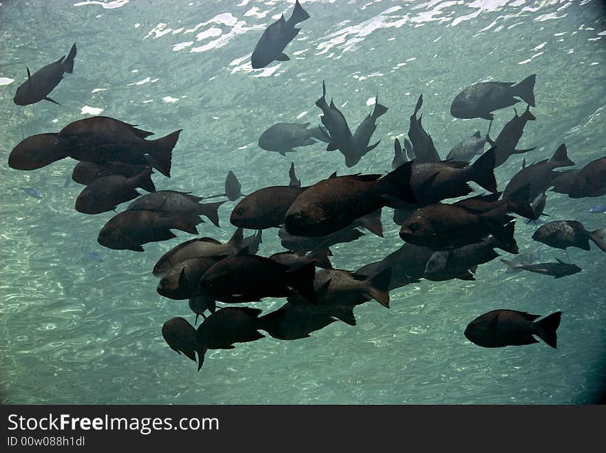 Black and white snapper (Macolor niger) taken in Middle Garden.