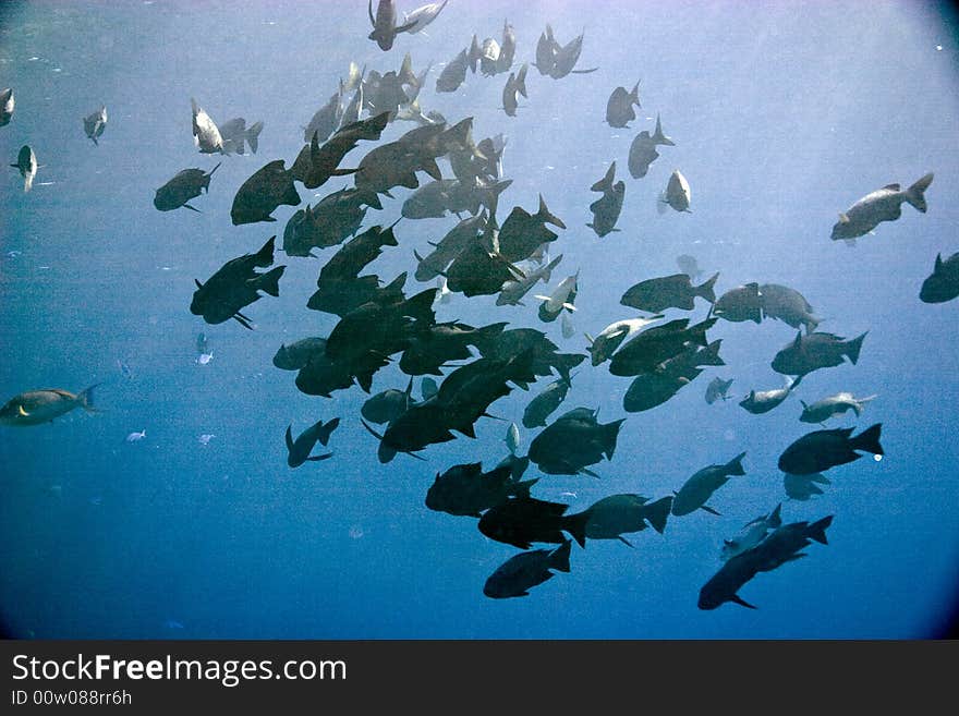 Black and white snapper (Macolor niger) taken in Middle Garden.