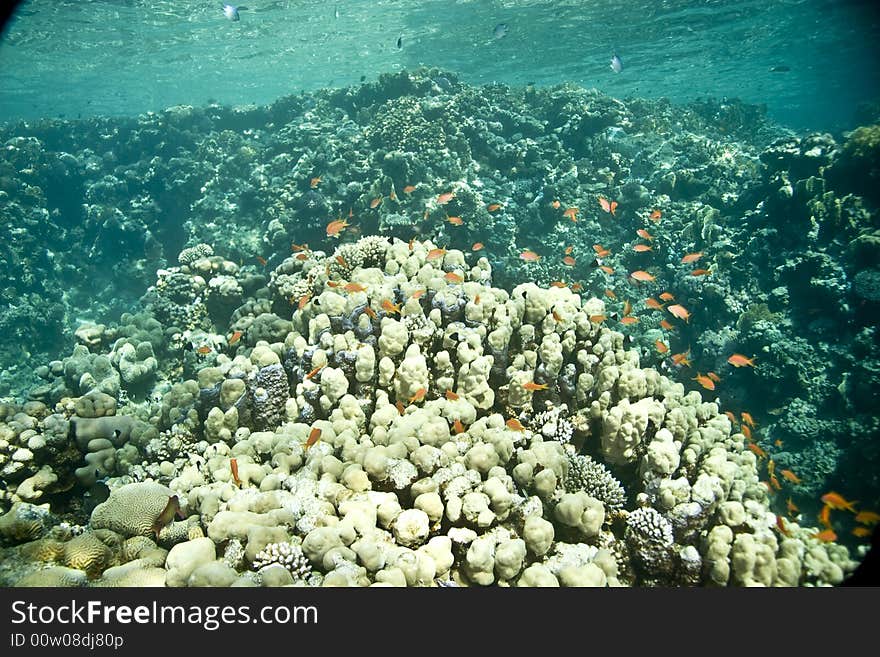 Coral and fish