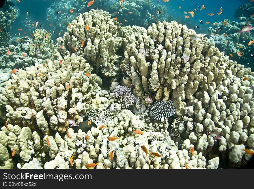 Coral and fish taken in Middle Garden.