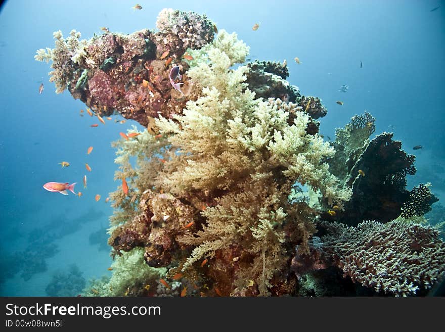 Coral and fish taken in Middle Garden.