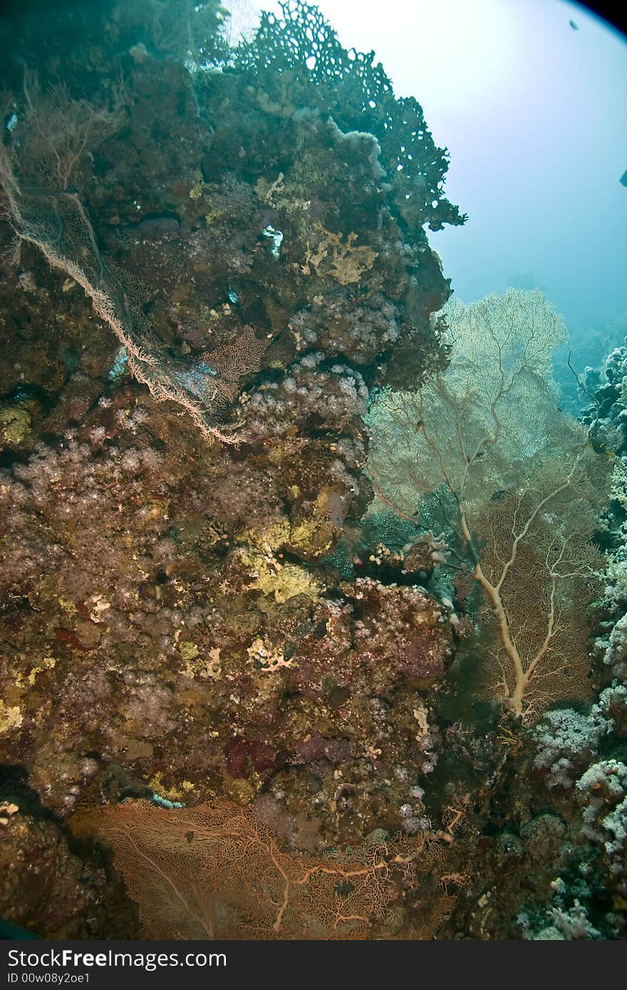 Coral and fish taken in Middle Garden.