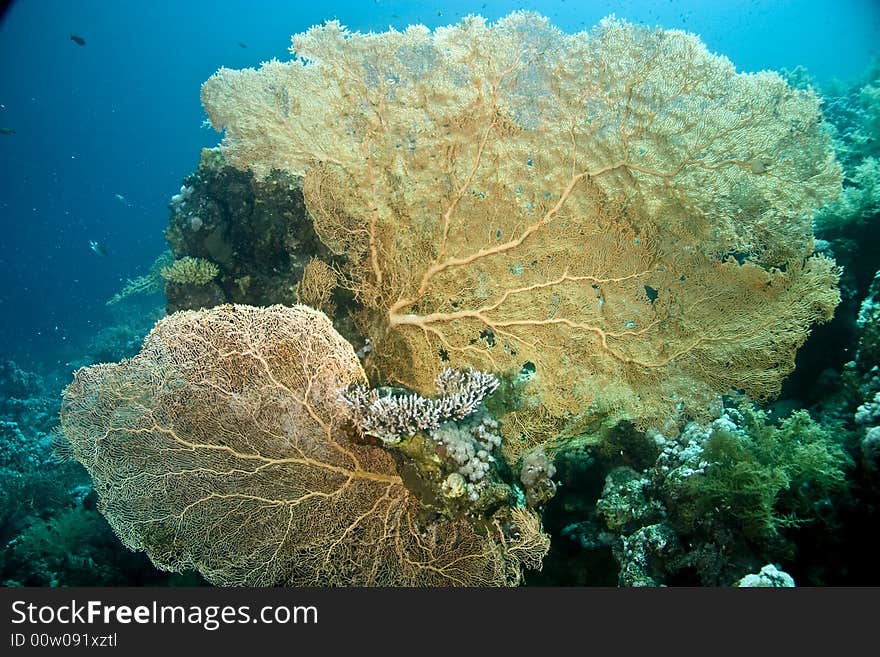 Seafan, Coral And Fish