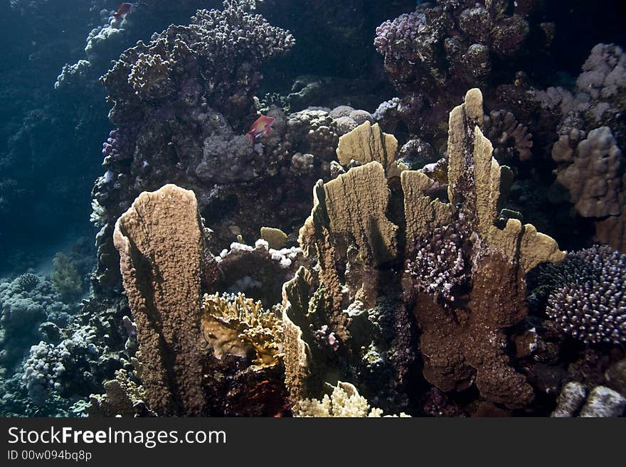 Coral and fish taken in Middle Garden.