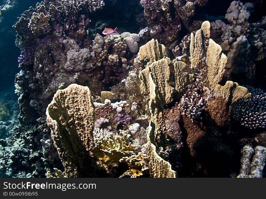 Coral and fish taken in Middle Garden.