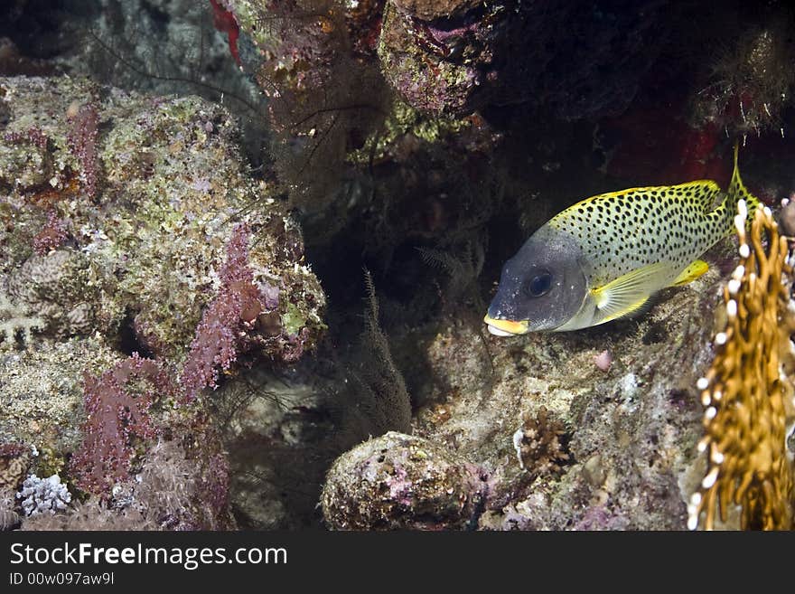 Blackspotted grunt (plectorhinchus gaterinus)