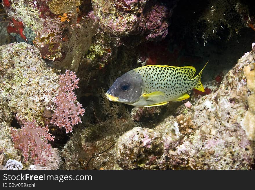 Blackspotted grunt (plectorhinchus gaterinus) taken in Middle Garden.