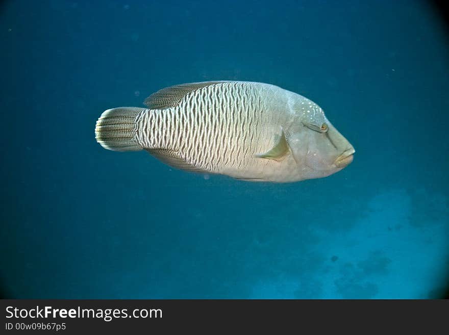 Napoleon wrasse (cheilinus undulatus)