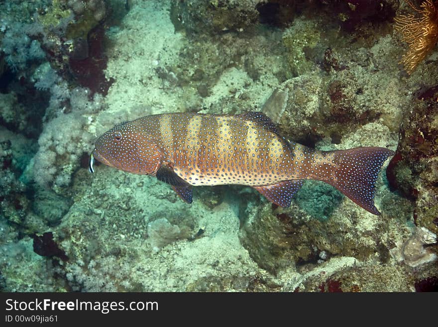 Red sea coralgrouper (Plectropomus pessuliferus) taken in Middle Garden.