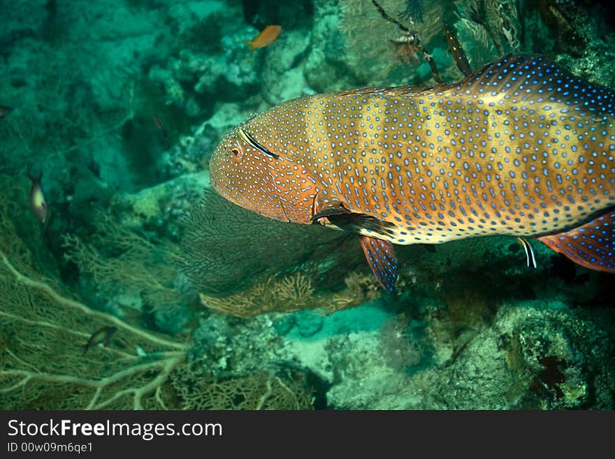 Red sea coralgrouper (Plectropomus pessuliferus) taken in Middle Garden.