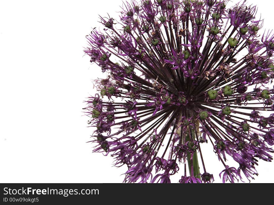 Close up of a purple allium