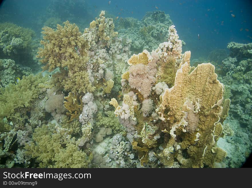 Coral and fish taken in Middle Garden.