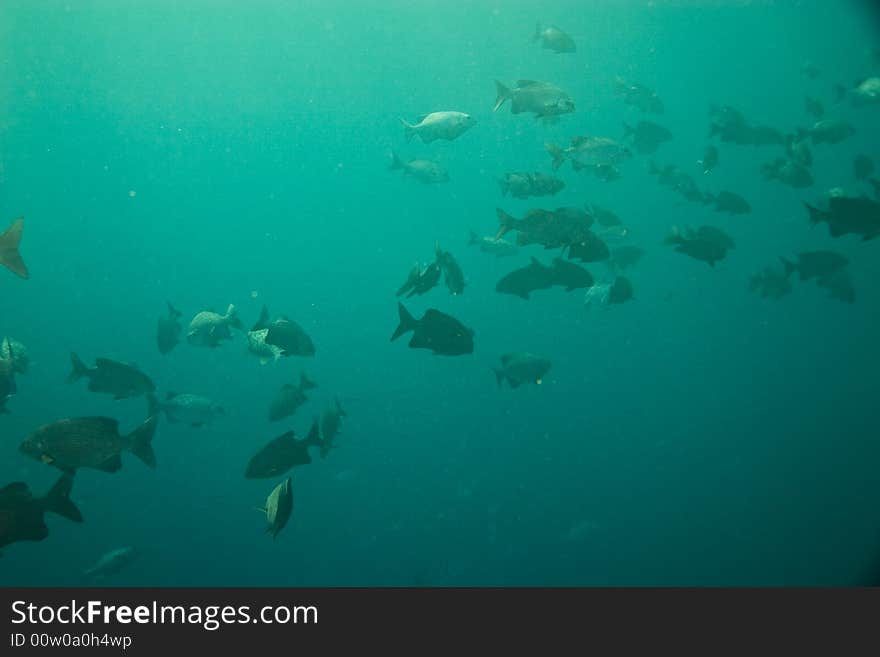 Black And White Snapper (Macolor Niger)