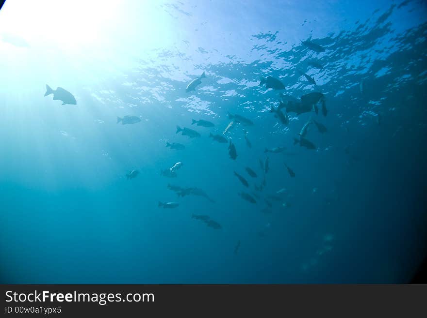 Black And White Snapper (Macolor Niger)