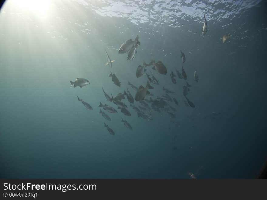 Black And White Snapper (Macolor Niger)