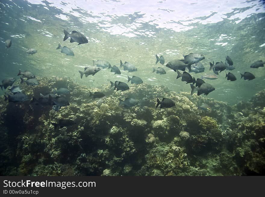 Black And White Snapper (Macolor Niger)