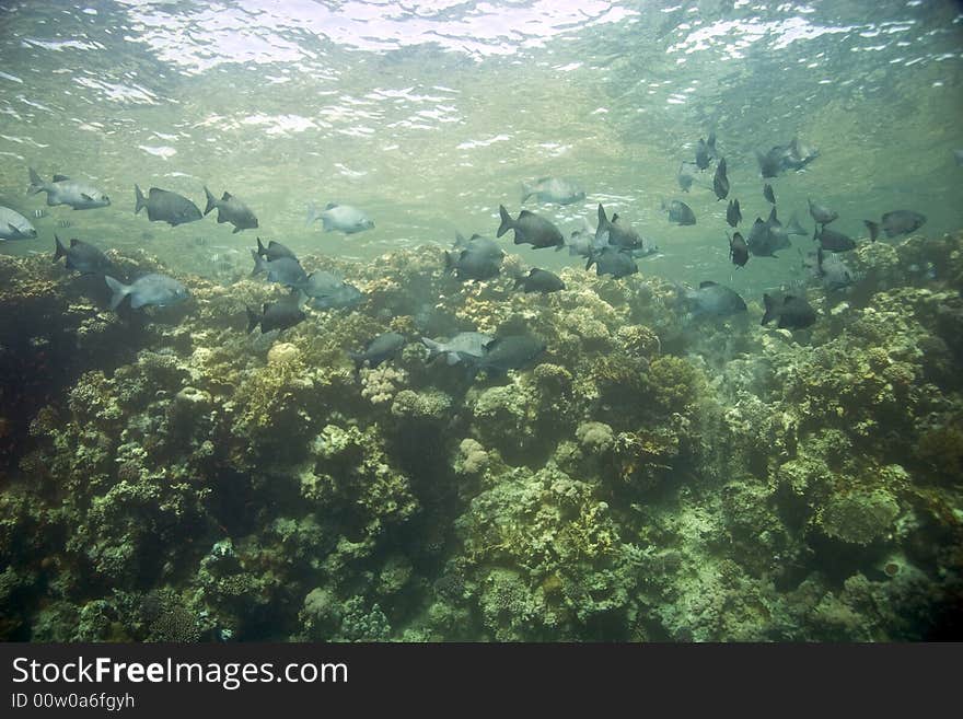 Black and white snapper (Macolor niger) taken in Middle Garden.